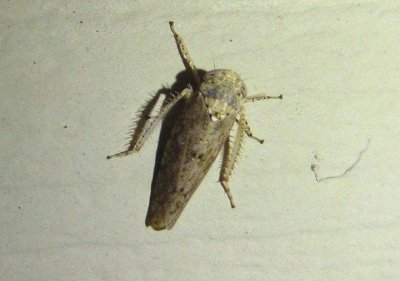 Pendarus punctiscriptus; Leafhopper species