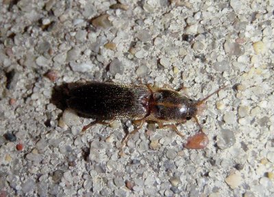 Conoderus Click Beetle species