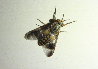 Chrysops geminatus; Deer Fly species