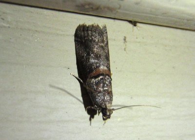 5651-5703 - Acrobasis Pyralid Moth species