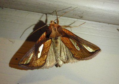 8952 - Plusia contexta; Connected Looper Moth
