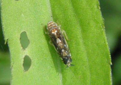 Scaphoideus Leafhopper species