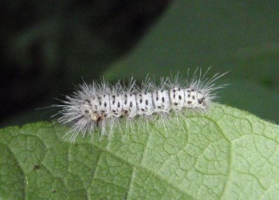 8211 - Lophocampa caryae; Hickory Tussock Moth caterpillar