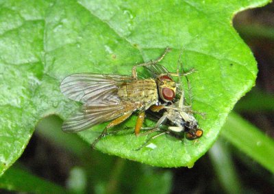 Scatophaga Dung Fly species