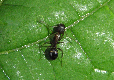 Camponotus subbarbatus; Carpenter Ant species