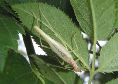 Neoxabea bipunctata; Two-spotted Tree Cricket; male