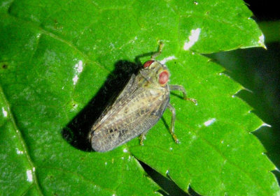 Thionia bullata; Issid Planthopper species