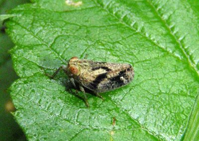 Thionia bullata; Issid Planthopper species