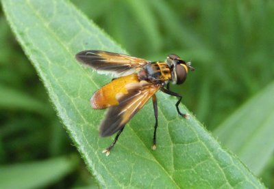 Trichopoda pennipes; Feather-legged Fly species