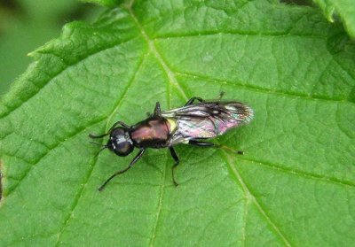 Myxosargus nigricormis; Soldier Fly species; female