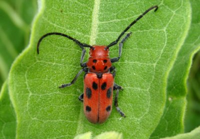 Tetraopes tetrophthalmus; Red Milkweed Beetle