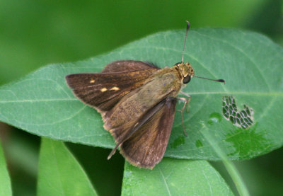 Euphyes vestris; Dun Skipper; female