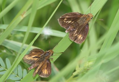 Euphyes conspicua; Black Dash pair