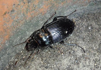 Harpalus caliginosus; Murky Ground Beetle
