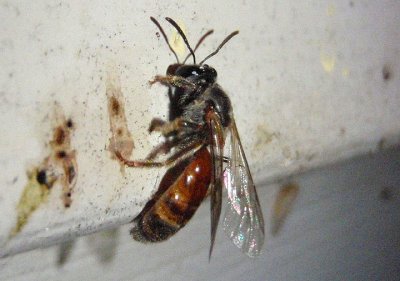 Lasioglossum texanum; Texas Evening Primrose Sweat Bee; female