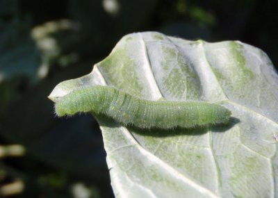 Pieris rapae; Cabbage Butterfly caterpillar; exotic