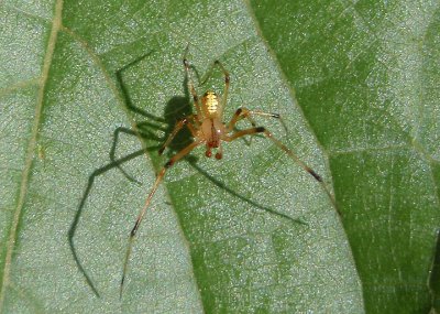 Theridion Cobweb Spider species; male