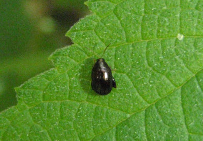 Dibolia borealis; Northern Plantain Flea Beetle