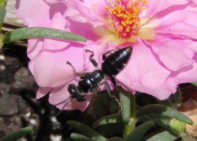 Gastrosericina Square-headed Wasp species