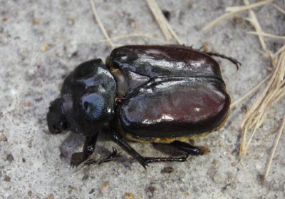 Osmoderma eremicola; Hermit Flower Beetle