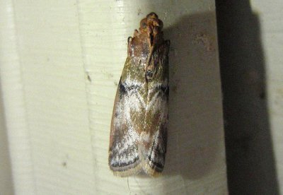 5786 - Meroptera cviatella; Poplar Bud Borer Moth