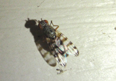 Pseudotephritina Picture-winged Fly species