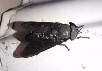 Tabanus atratus; Black Horse Fly; female