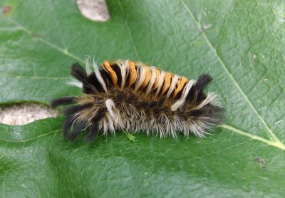 8238 - Euchaetes egle; Milkweed Tussock Moth caterpillar