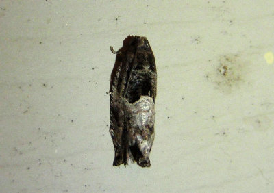 2906 - Spilonota ocellana; Eye-spotted Bud Moth