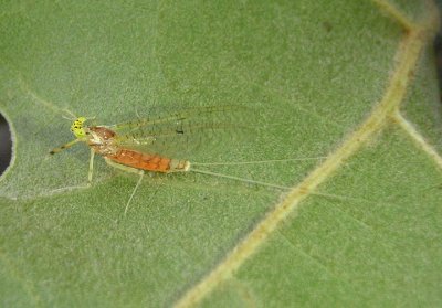 Stenacron Stream Mayfly species; female