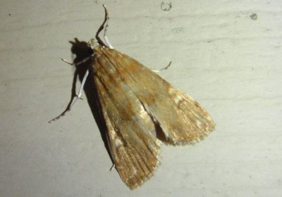 4751 - Elophila gyralis; Waterlily Borer Moth