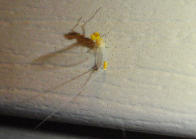 Procloeon nelsoni; Small Minnow Mayfly species; male