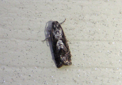3457 - Cydia garacana; Tortricid Moth species