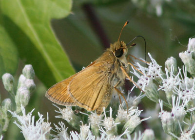 Atalopedes campestris; Sachem; male