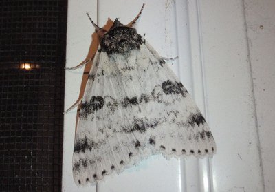 8803 - Catocala relicta; White Underwing