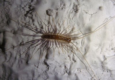 Scutigera coleoptrata; House Centipede; exotic