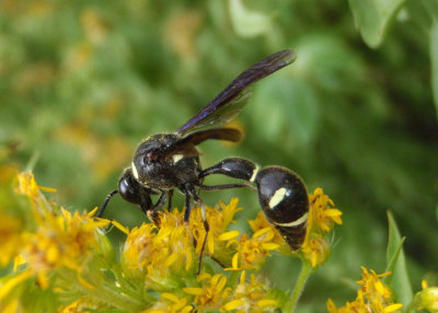 Eumenes fraternus; Potter Wasp species