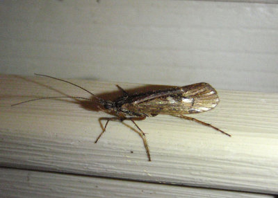 Limnephilus Northern Caddisfly species