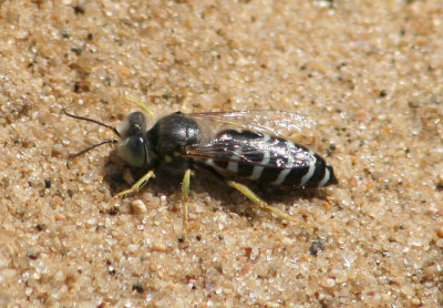 Bembix americana; Sand Wasp species
