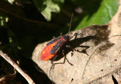 Boisea trivittata; Eastern Boxelder Bug nymph