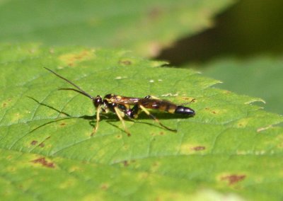 Ichneumon annulatorius; Ichnuemon Wasp species
