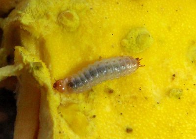 Phenolia grossa; Sap-feeding Beetle species larva