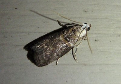 5659 - Acrobasis palliolella; Mantled Acrobasis Moth