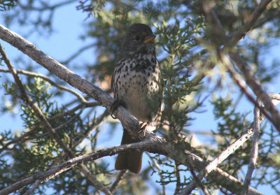 Slate-colored Fox Sparrow