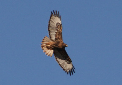 Red-tailed Hawk; dark morph