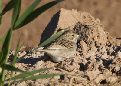 Brewer's Sparrow