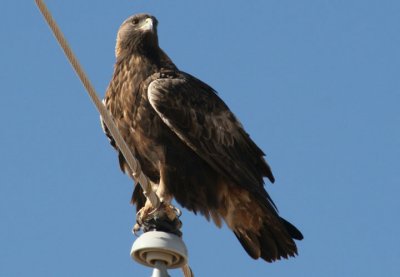 Golden Eagle