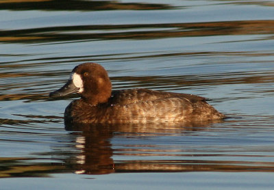 Greater Scaup; female
