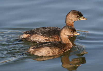 Pied-billed Grebes; basic