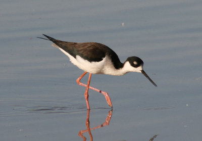 Black-necked Stilt